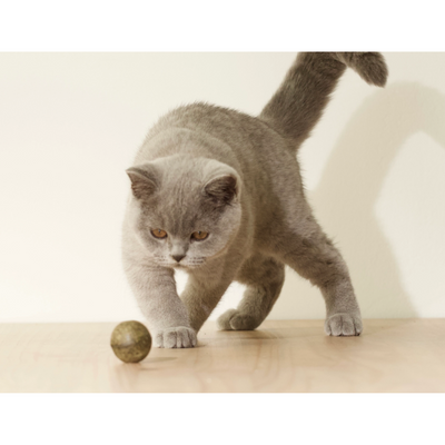 BOULETTE - Petite balle d'herbe aux chats 20g