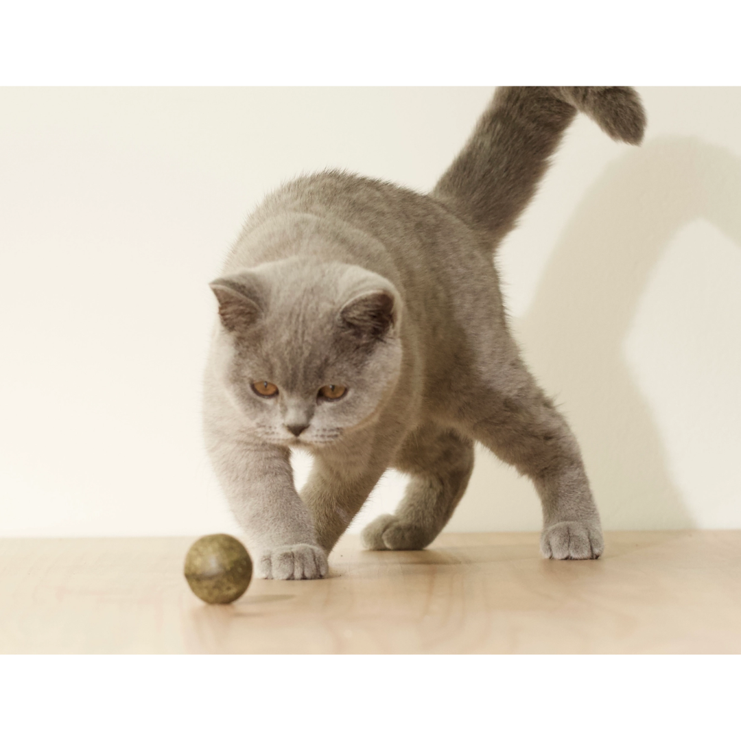 BOULETTE - Petite balle d'herbe aux chats 20g