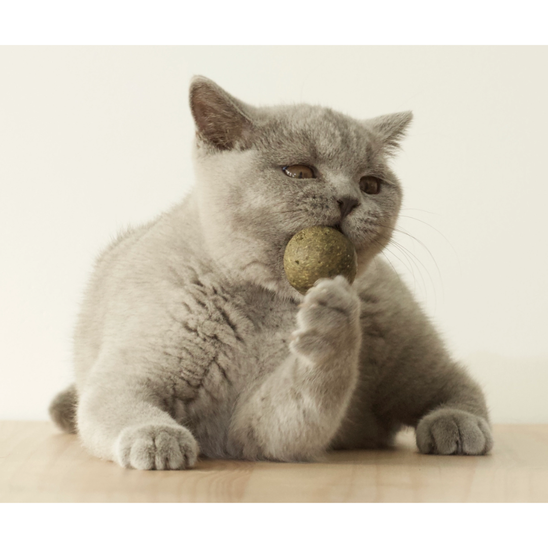 BOULETTE - Petite balle d'herbe aux chats 20g