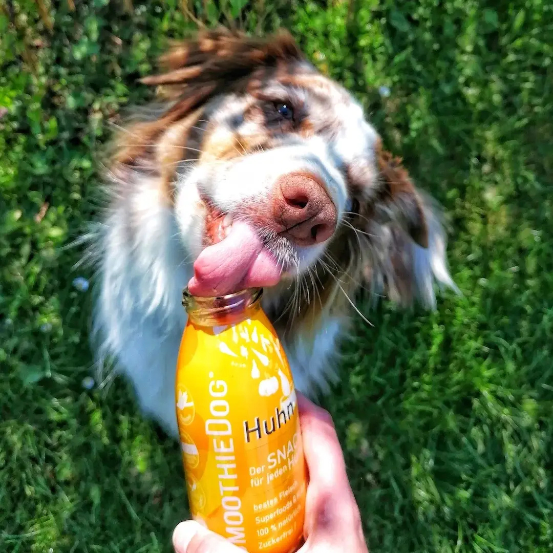 Smoothie pour chien - Poulet, collation naturelle pour chiens, sans sucre