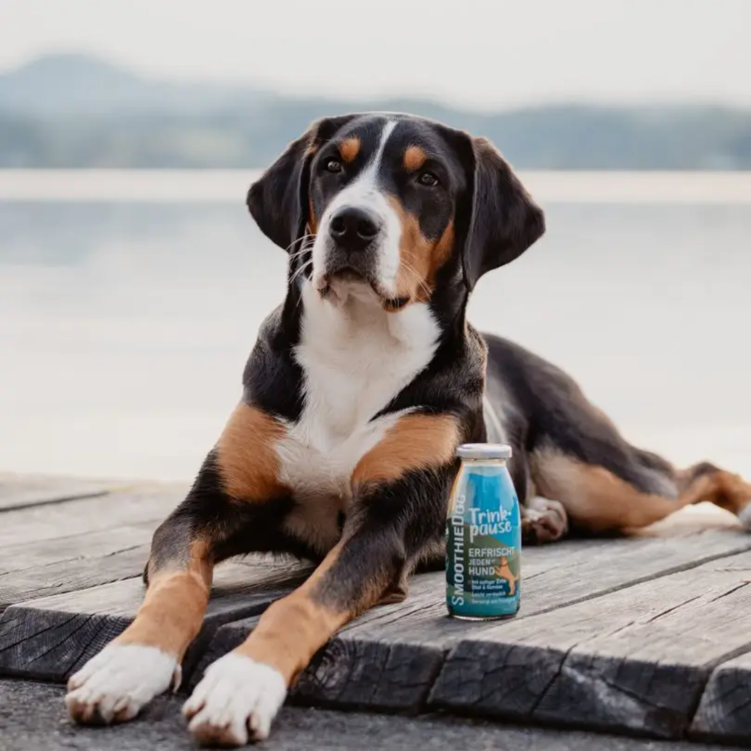 Smoothie au canard, collation naturelle pour chiens, sans sucre