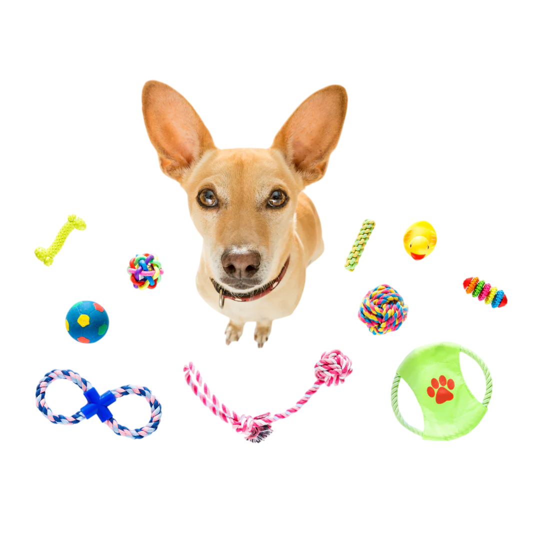 Jouets chien