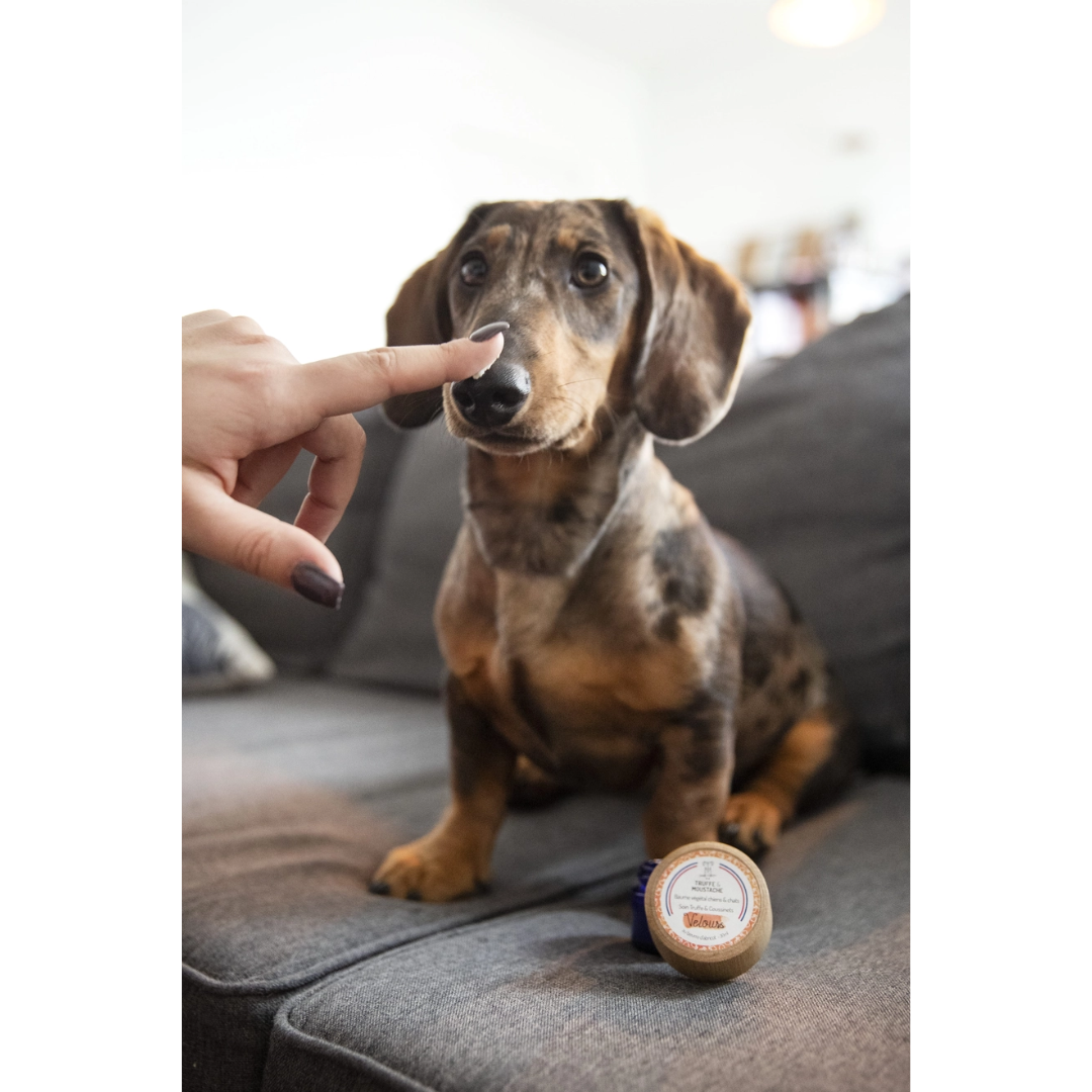Baume Truffe & Coussinets “Velours” – Chien & Chat