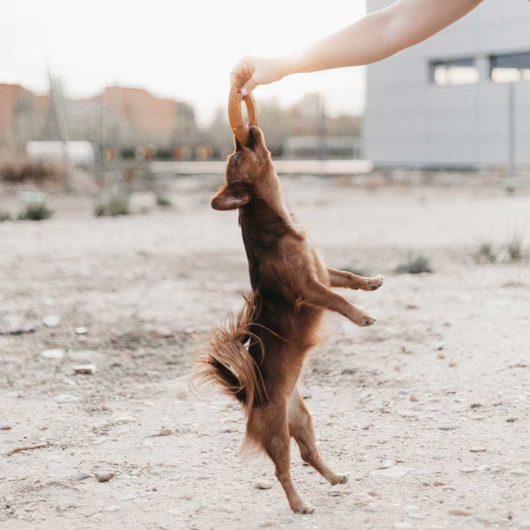 Jouet pour chien Rub Fly – 100 % résine naturelle