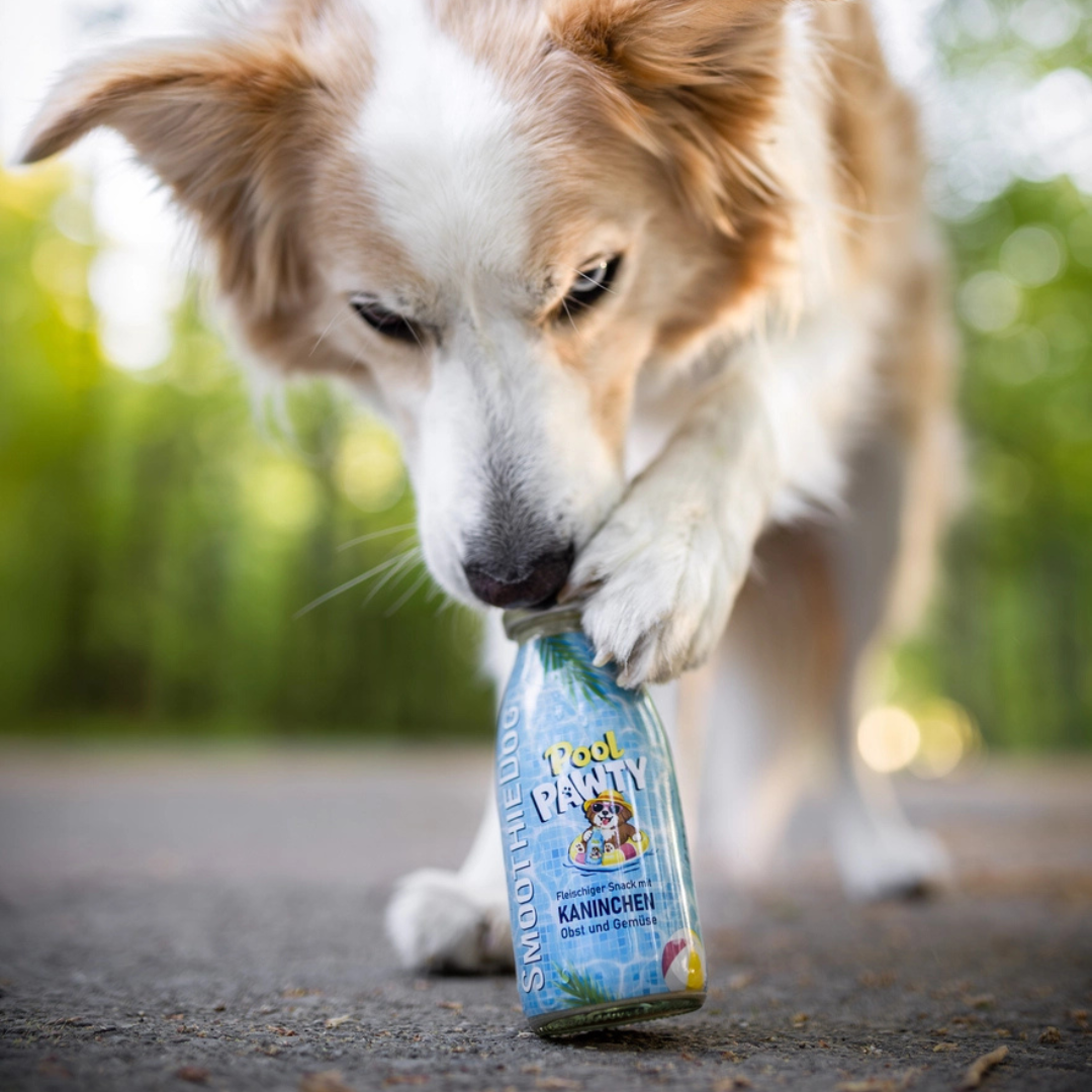 Smoothie pour chien - Pool Pawty