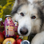 Smoothie pour chien - Panier de fruits Snack naturel pour chien, sans sucre