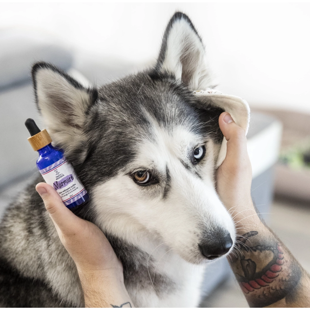 Soin nettoyant oreilles chien & chat “Murmure”