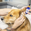 Soin nettoyant oreilles chien & chat “Murmure”
