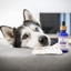 Soin nettoyant oreilles chien & chat “Murmure”
