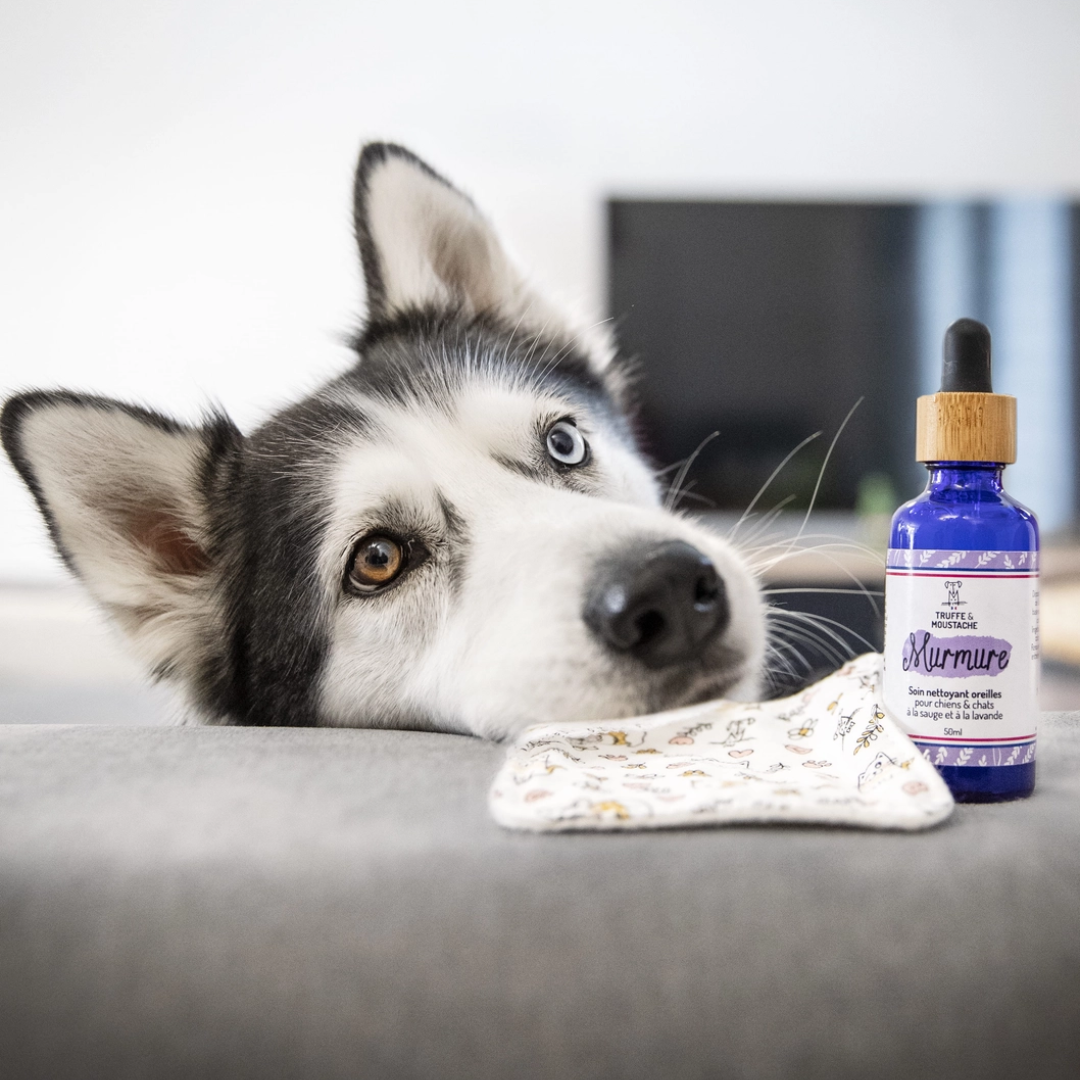 Soin nettoyant oreilles chien & chat “Murmure”