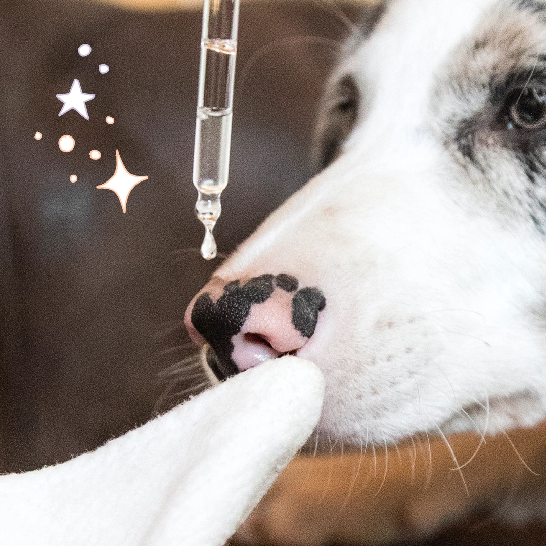 Soin nettoyant yeux chien & chat “Regard” 98,5 % d’origine naturelle