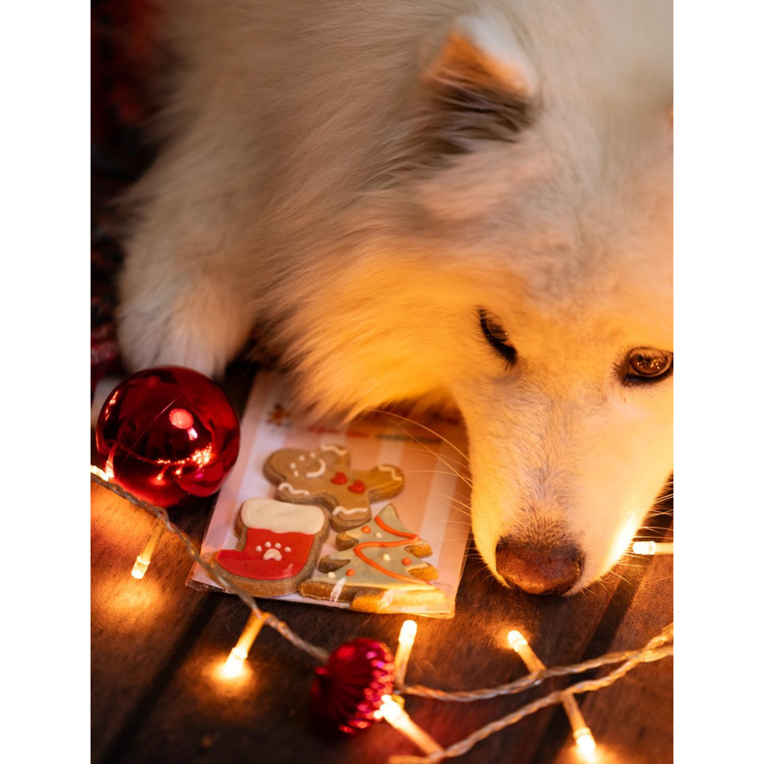 Sachet de 3 friandises pour chien – Edition Noël 🎄