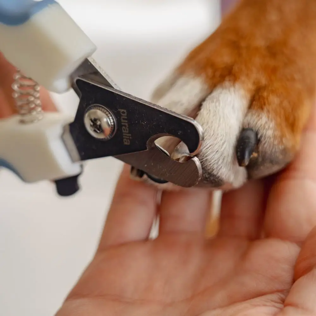Coupe-griffes pour chien et chat – Puralia | Acier inoxydable