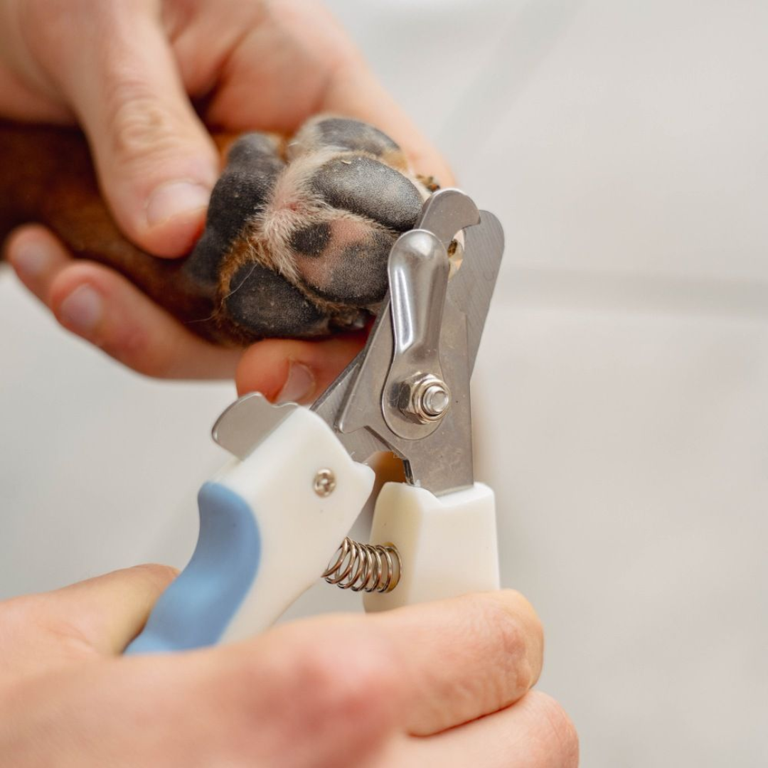Coupe-griffes pour chien et chat – Puralia | Acier inoxydable